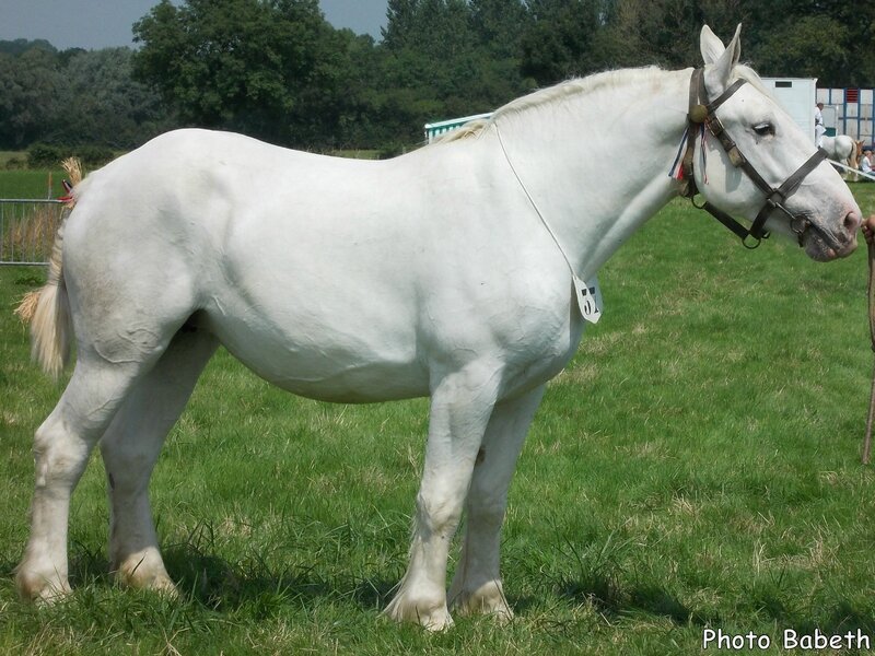 BRISE 5 - Concours National - Samer (62) - 26 juillet 2014 - 5e (3 ans petites tailles)