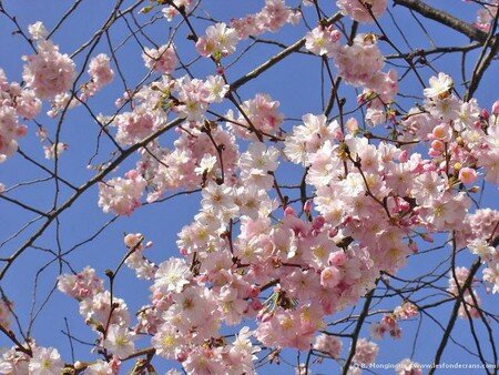 cerisier_photo_paysage_com_normal_printemps_arbre_fleurs_3