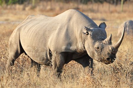 Rhinocéros noir, parc d'Etosha, Namibie (4)