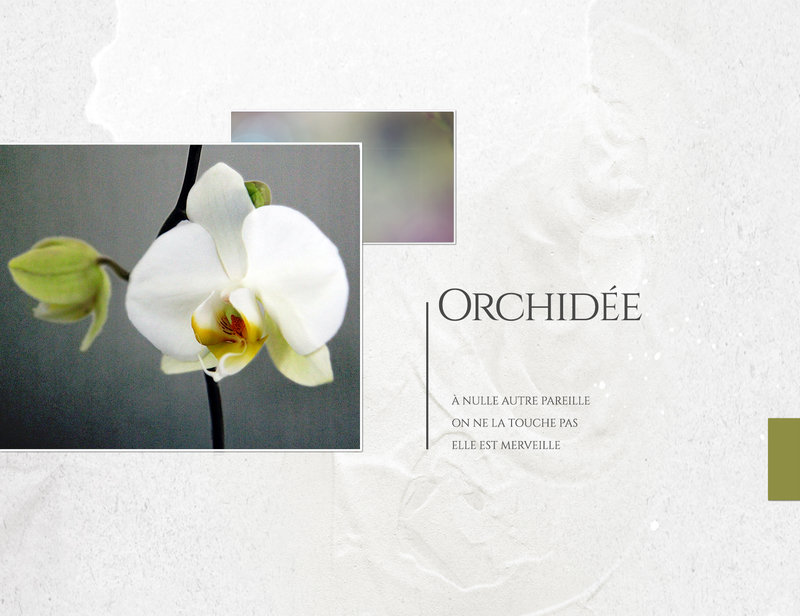 Orchidée-Merveille - 1800