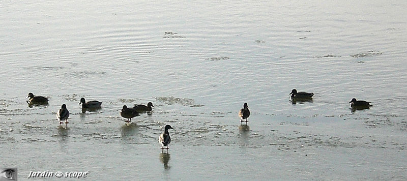Canards_sur_la_glace
