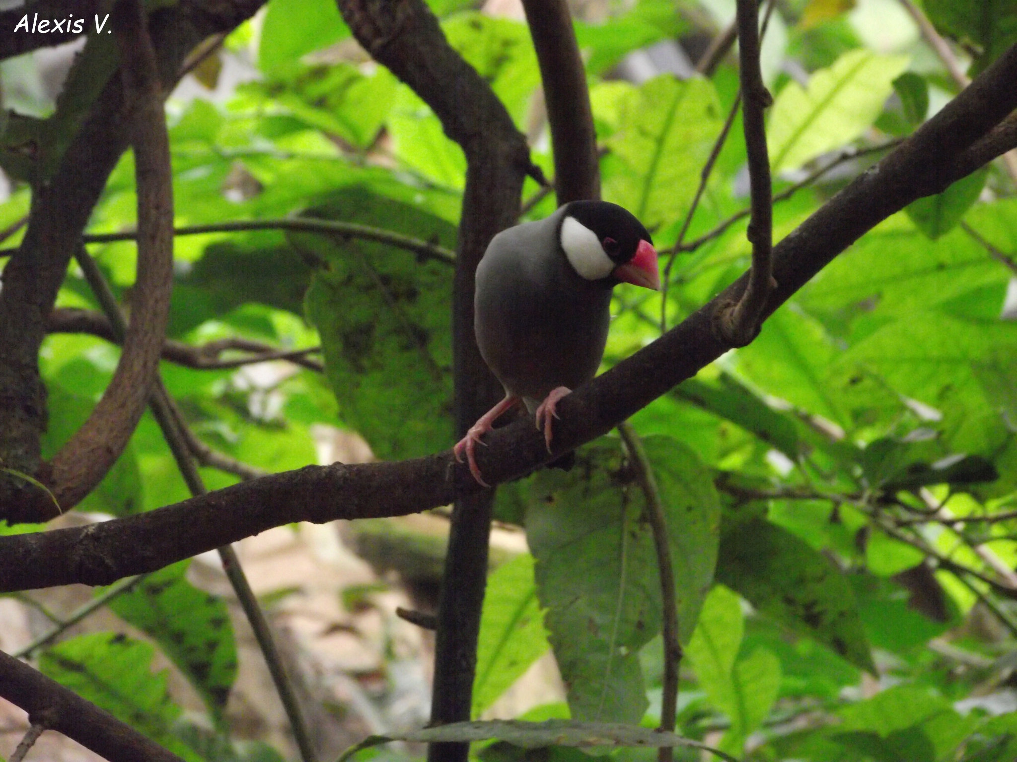 Le Padda de Java - Zootographe - Blog non-officiel du Zooparc de Beauval