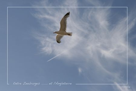 mouette1W