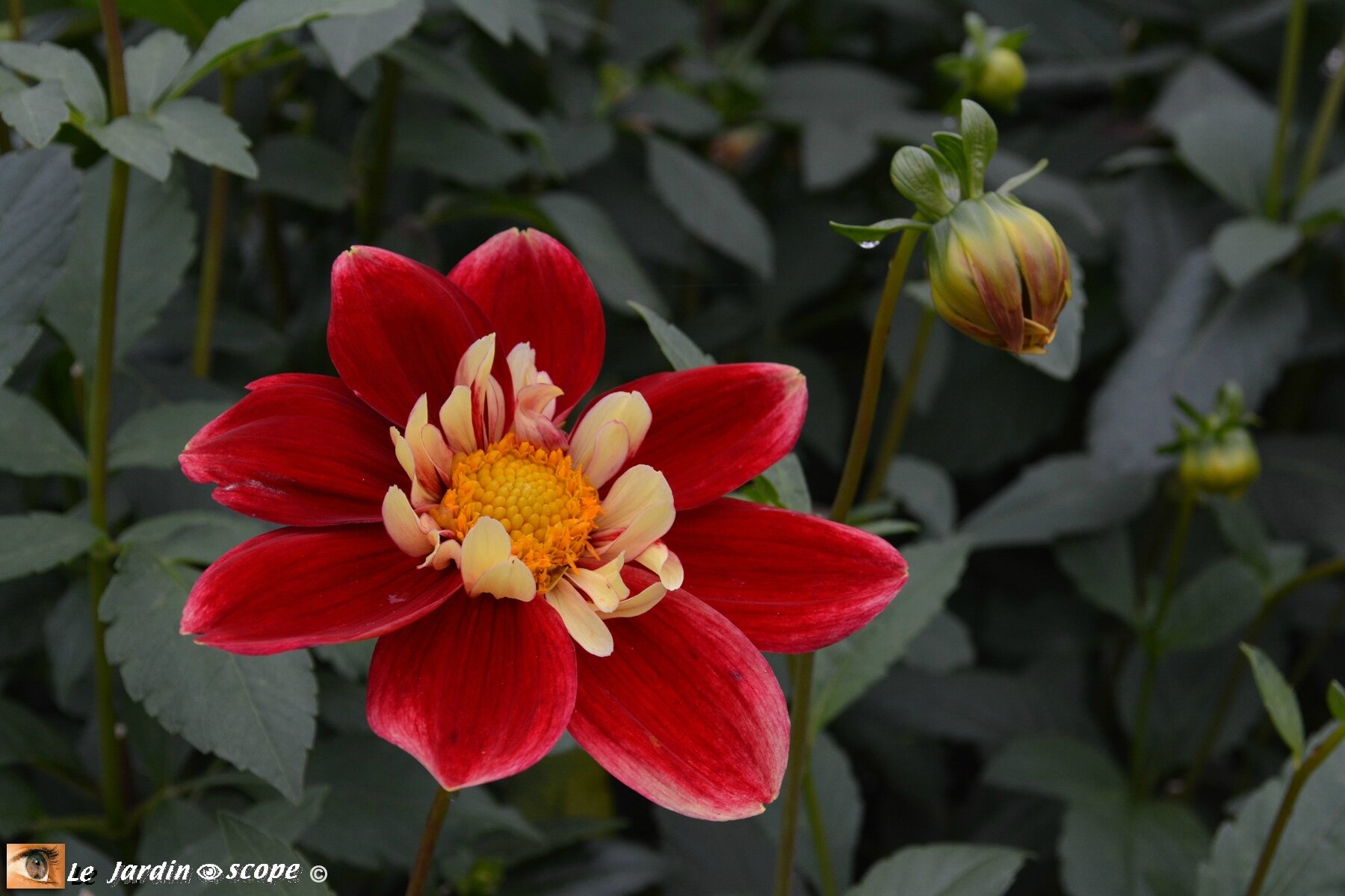Dahlia--Eole