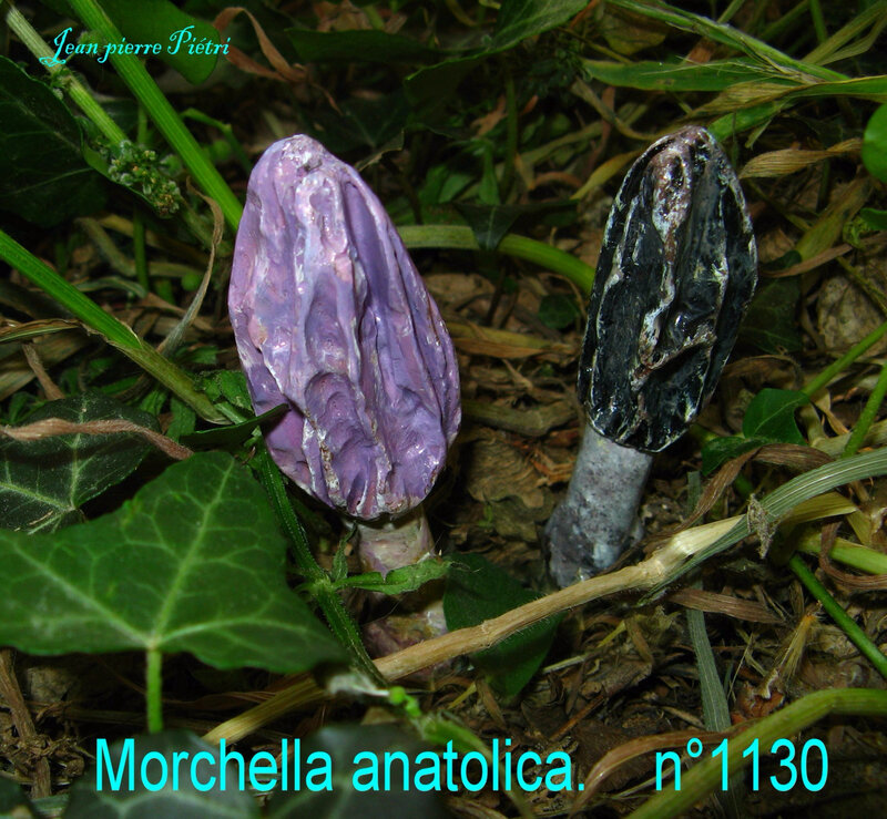 Morchella anatolica n°1130