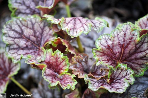 Heuchera x 'Beauty Color'