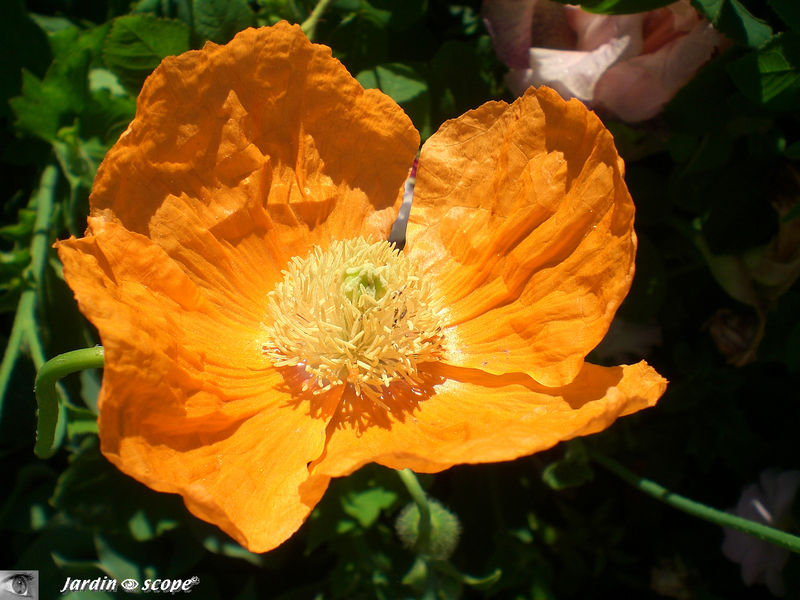 un pavot à la couleur éclatante