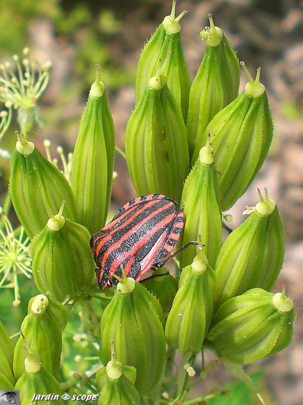 Pentatome rayé • Graphosoma lineatum (italicum) • F/ Pentatomidae