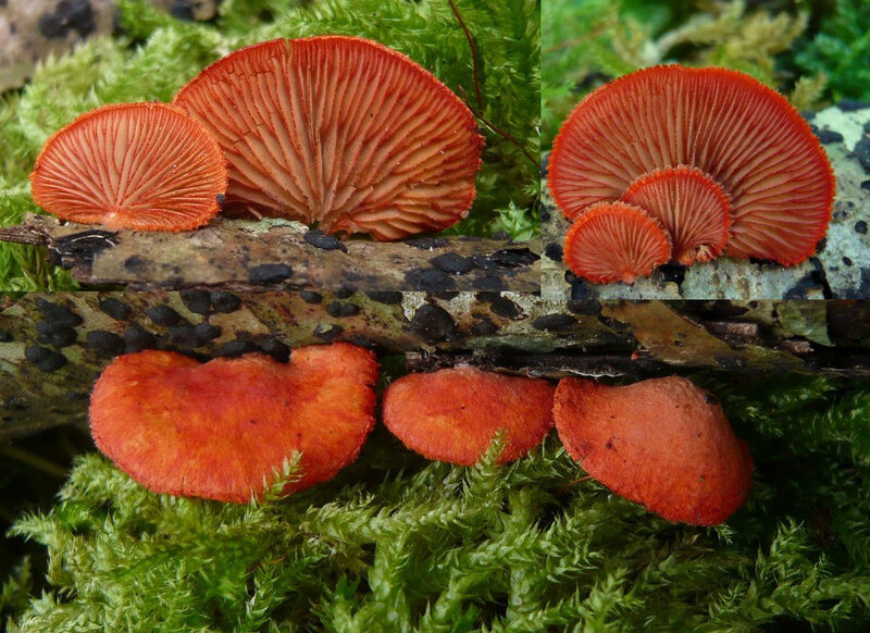 Crepidotus cinnabarinus (1)