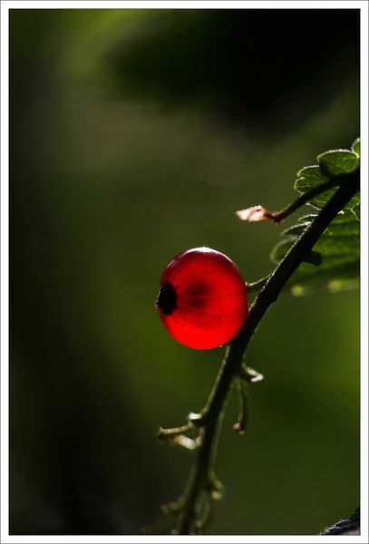 Groseille contrejour matin 050613 1