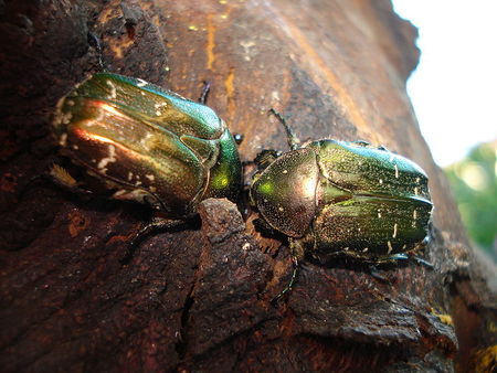 800px_Coleoptera_151