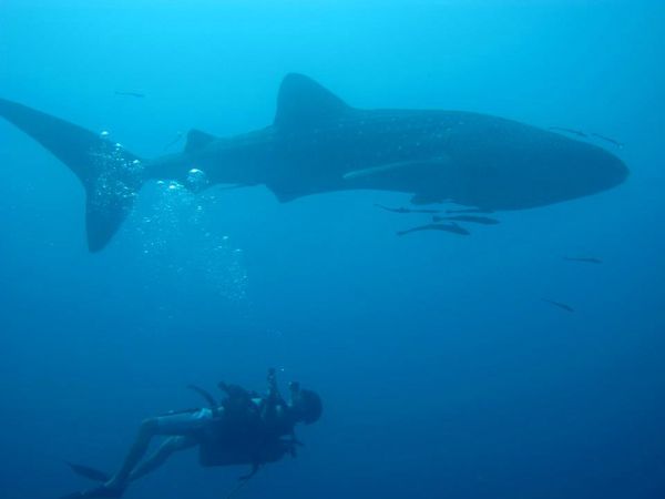 requin baleine rencontrer sur ile de koh tao site de plongee shoumpoon