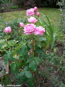 Rosier_Chambord