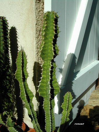 Euphorbia_speudocactus