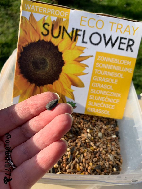 tournesols sunflower (32)
