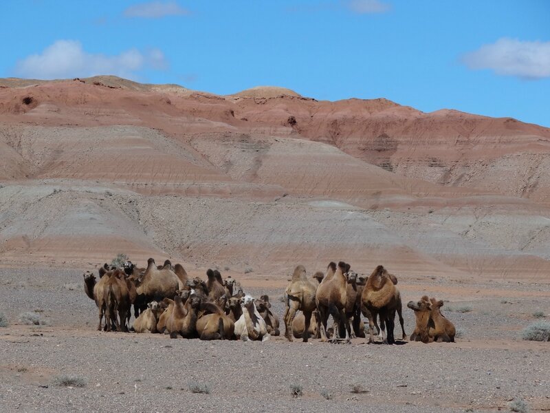 Un troupeau de chameaux de Bactriane au pied de formations rocheuses - aïmag Gov'-Altaï