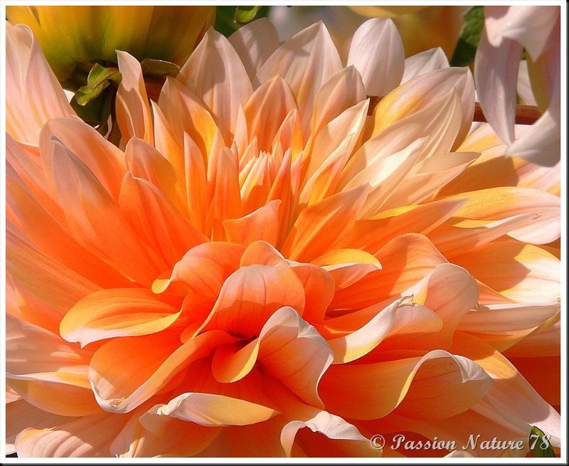 Les dahlias (17)