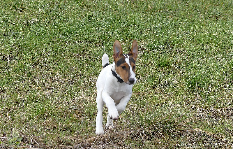 frisbee