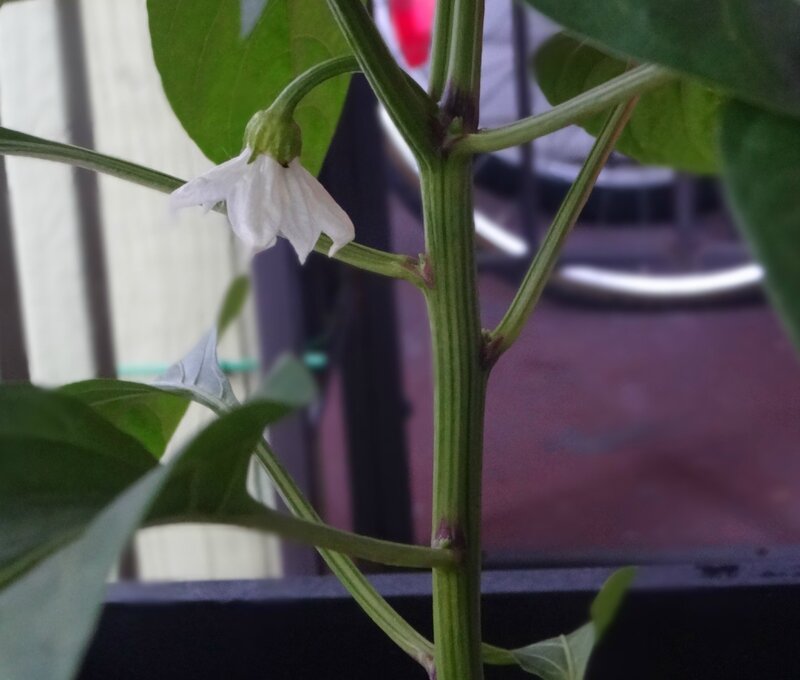 fleur poivron
