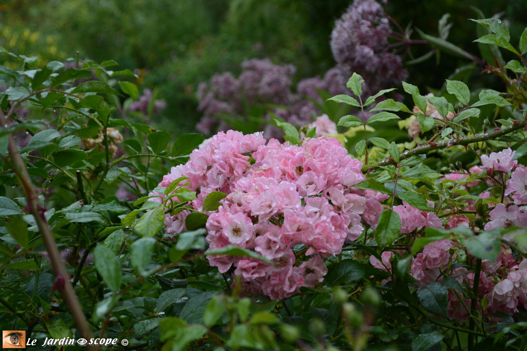Rosa ´Castor’