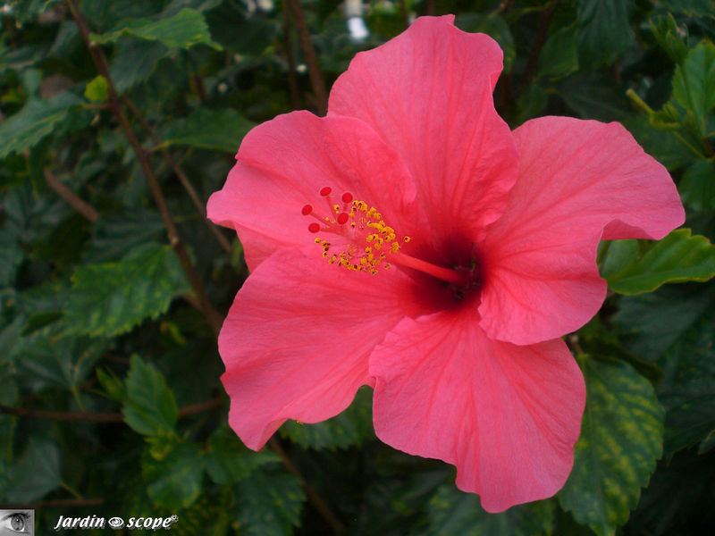 8877-Hibiscus