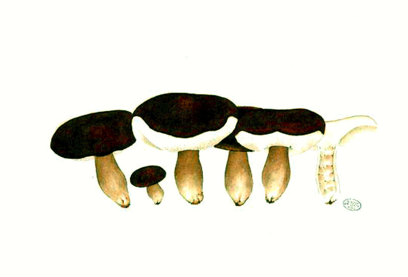 19 Boletus castaneus Bull Refait 29 août 1893 pl 36
