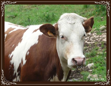 Vache