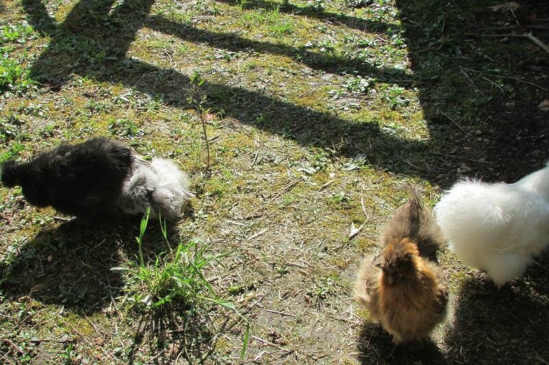 Poules bain de soleil lundi 11