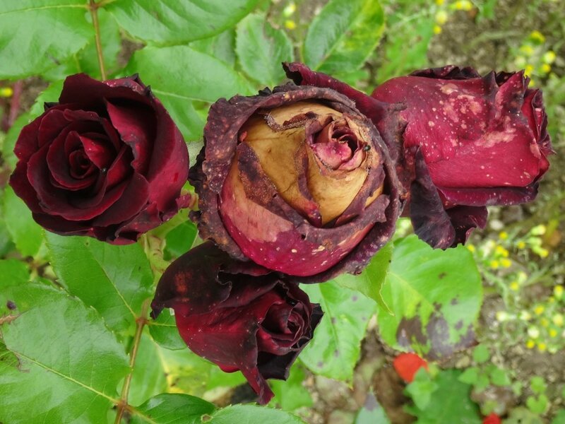 rosier black baccara abime par la pluie