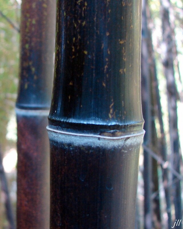 DSC04419 Bambous noirs