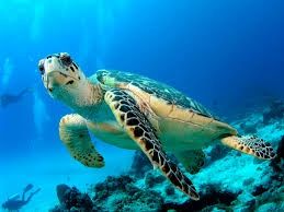 tortue4