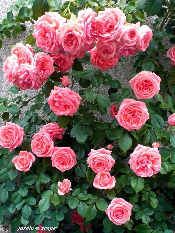 Le rosier grimpant 'Kimino' en bouquet