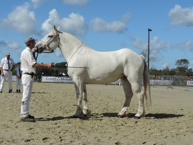 Hirondelle du Boncoin - 5 Septembre 2020 - National Boulonnais - Samer (62) - 2e (3 ans - Grande Taille (1m68 et plus))