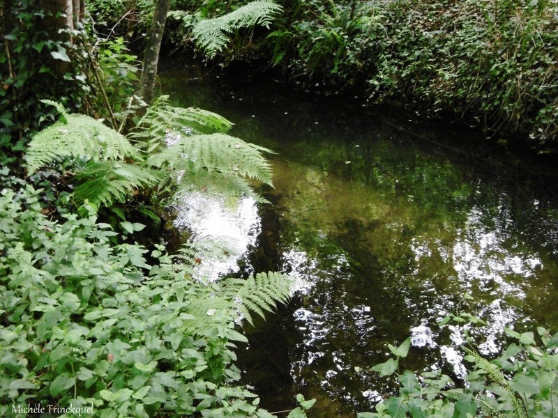 Etang de la Glacière 080618