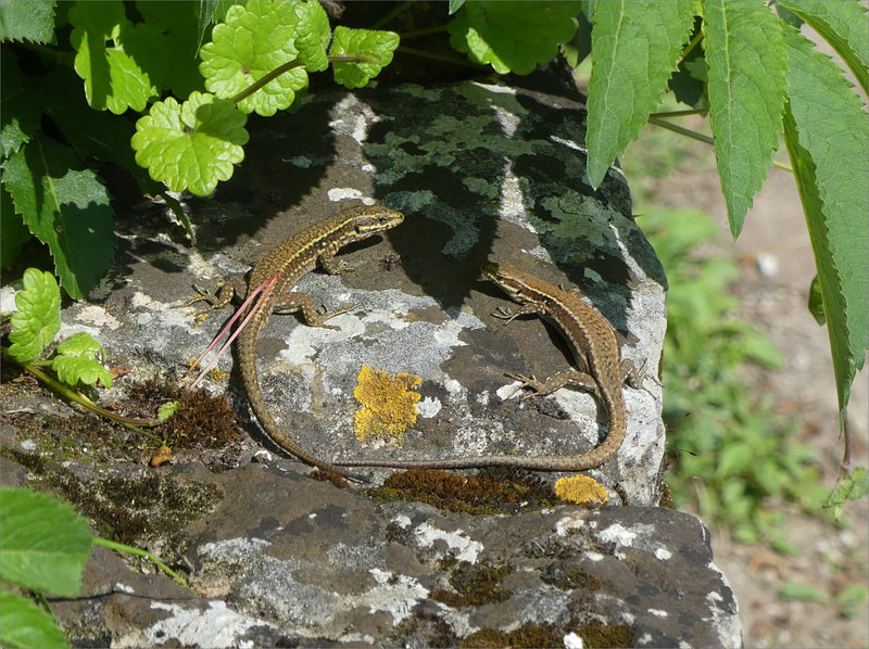 Lézards cercle 170523