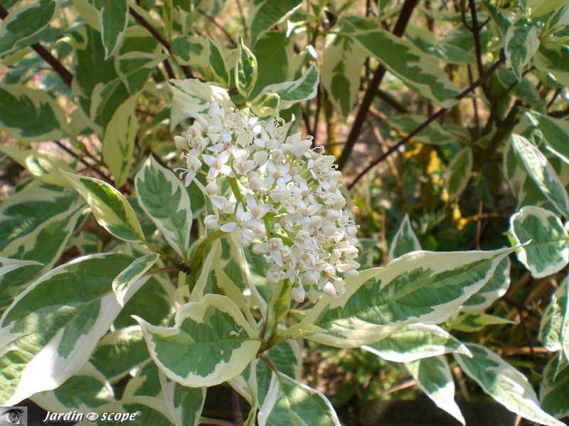Fleur de Cornus Alba
