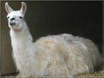 lama