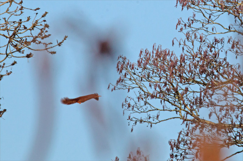 Ecureuil saut 310124