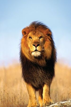 anonymous_african_lion_5001218