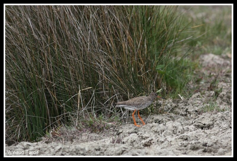 00234 Oléron Mai 2017 - Marais du Douhet blog 2