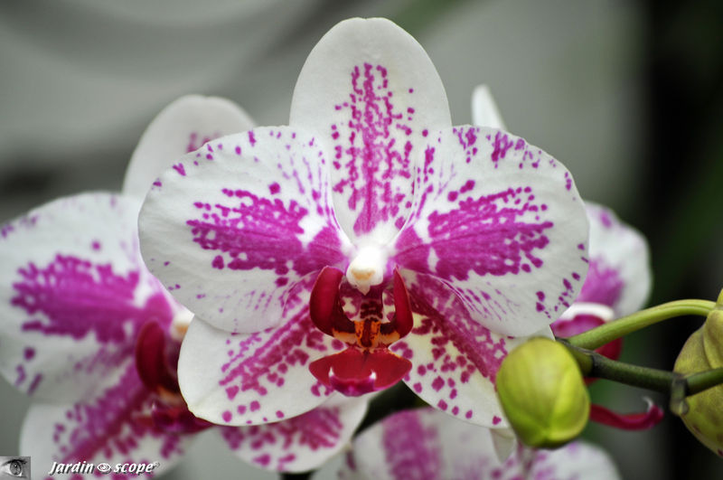 Exposition d'Orchidées 2011