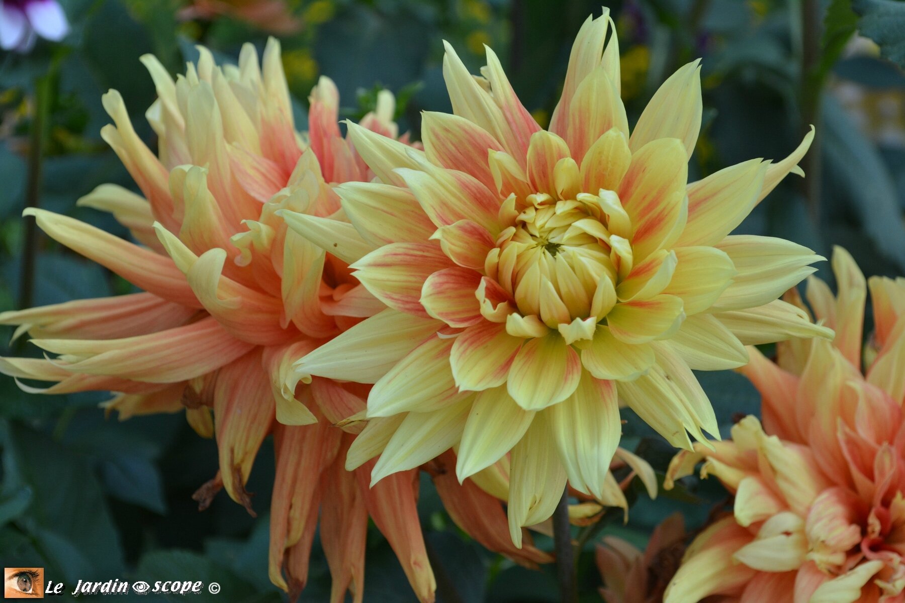 Dahlia-au-Parc-de-Wesserling-2
