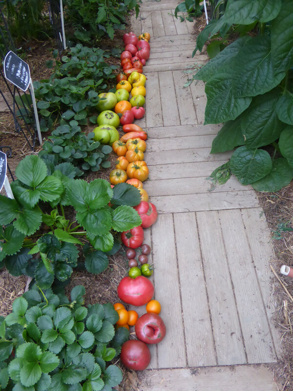 17-tomates (4)