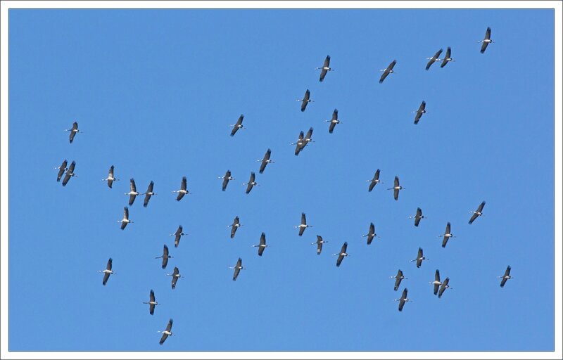 grues 170214 1