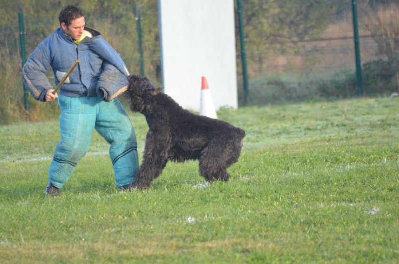 UROS DE LA DULLAGUE vient de réussir son brevet de chien de défe