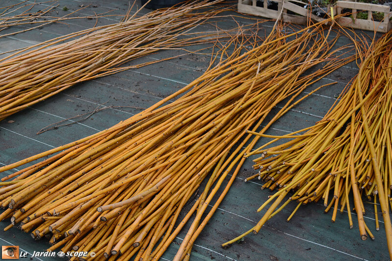 Branches-d'osier-2