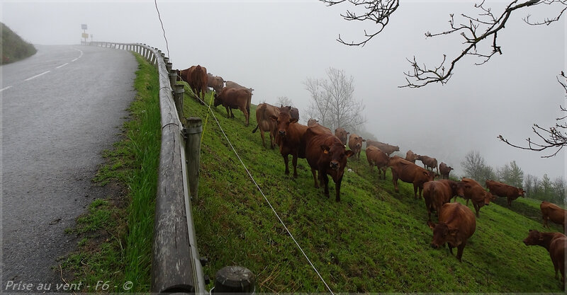 Vaches - brume - 1