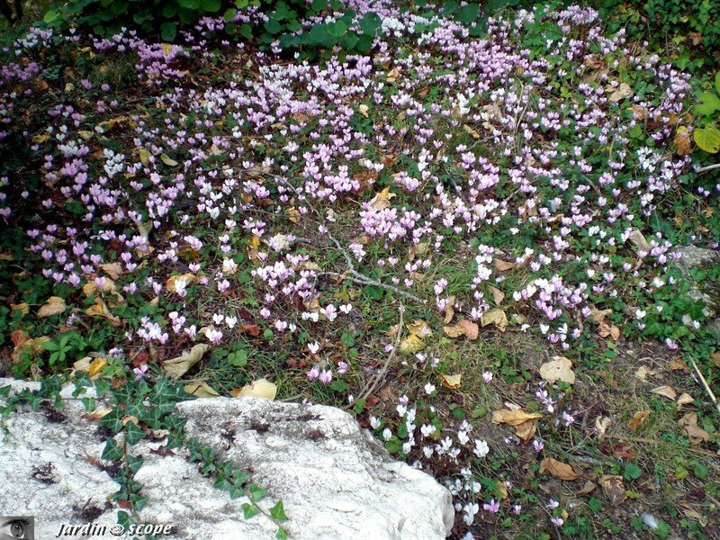 Parc Botanique du Prieuré d'Orchaise