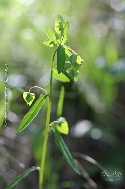 Euphorbia dulcis