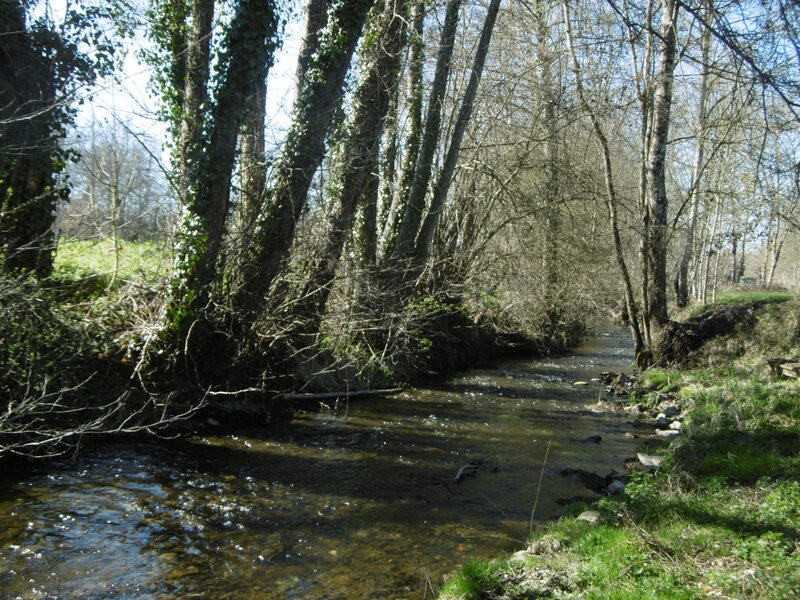 tortue au bord de la Dore, près du moulin d'Archimbaud